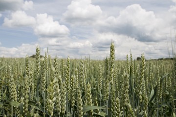Obraz premium pole pszenicy