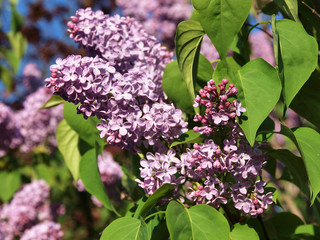 Lilas en fleurs © Fred Terry