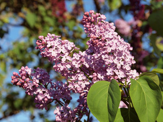 Lilas en fleurs © Fred Terry