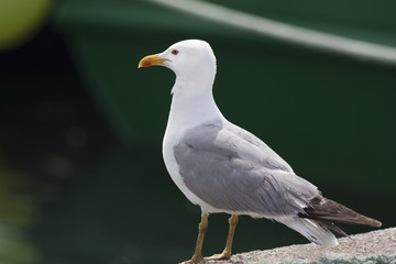 Gaviota en el puerto (larus argentatus)