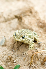 frog