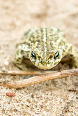 frog
