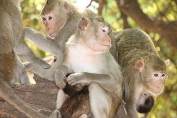 Long-tailed Macaque