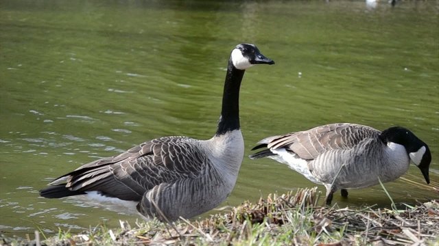 Kanadagans (Branta canadensis)