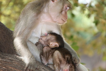 Long-tailed Macaque