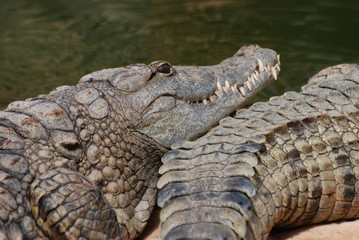 crocodiles