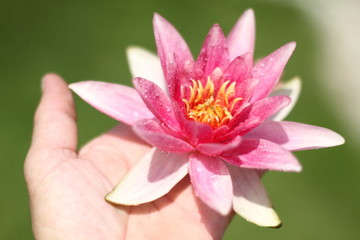 Lotusblüte in der Hand