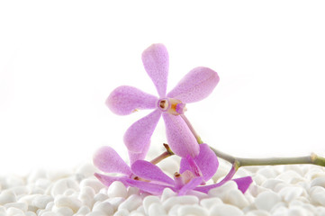 Obraz na płótnie Canvas branch pink orchid on white pebble