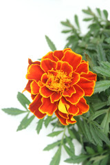 マリーゴールド