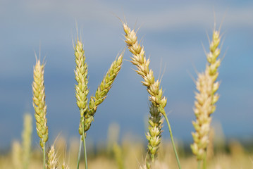 Ryes grain in field