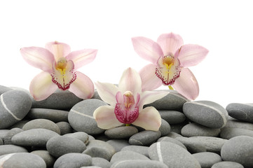 Macro of orchid flower on gray pebble