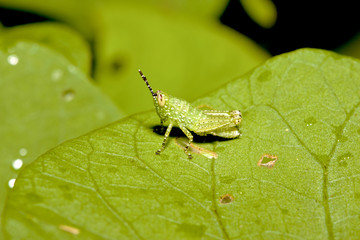 Locust nymphae a hopper