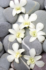 Fototapeta na wymiar Set of orchid flower with zen stones background