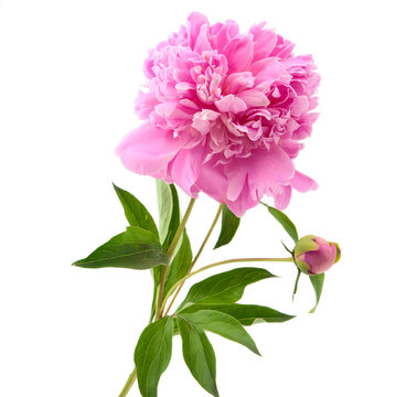 Fototapeta pink peony