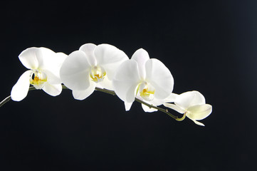 Branch beautiful white orchid on black