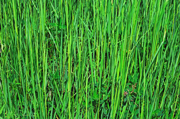 Green grass background