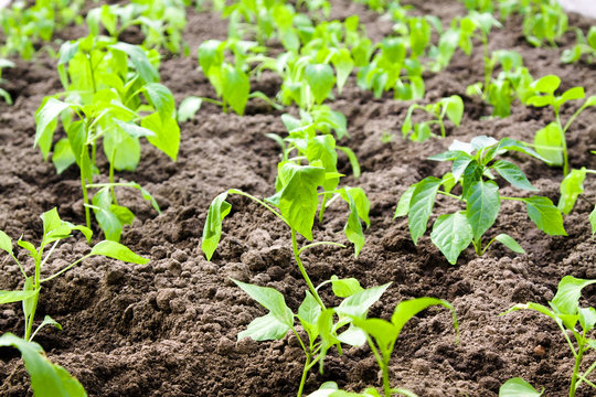 Agricultural field on which start to grow up pepper