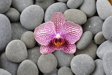Fototapeta na wymiar Idealne różowa orchidea na szarym kamyka