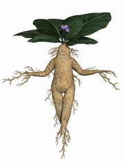 Toon root tuber