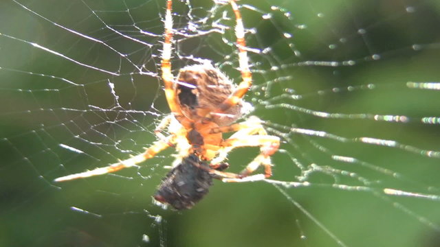 Spider eating a fly
