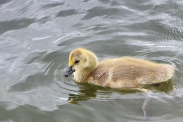 Canada goose (Branta canadensis) gosling