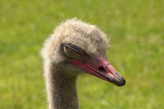 Avestruz dormida. Struthio camelus.