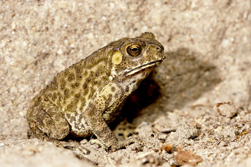 Duttaphrynus melanostictus