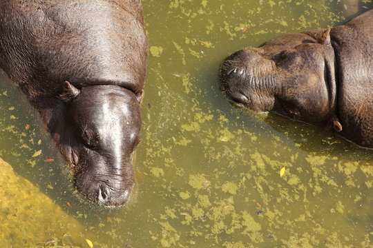 Hipop&oacute;tamos enanos o pigmeos. Choeropsis liberiensis.