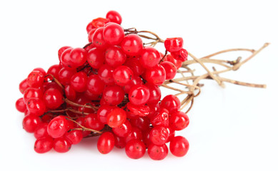 red berries of viburnum isolate on white