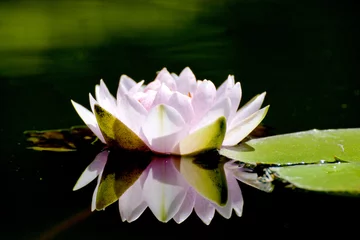 Photo sur Plexiglas fleur de lotus bloom lotus
