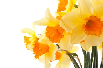 Photo sur Plexiglas Narcisse Yellow with orange daffodil flowers