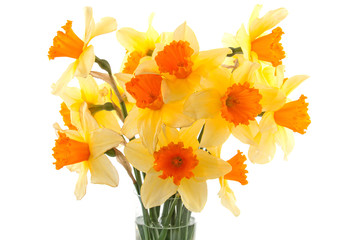 Yellow with orange daffodil flowers over white background