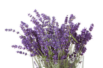 Bouquet of picked lavender over white background