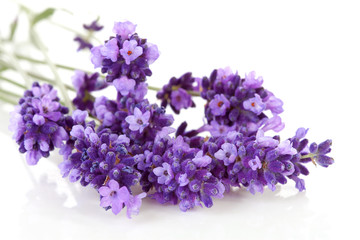 Obraz premium twigs lavender in closeup over white background