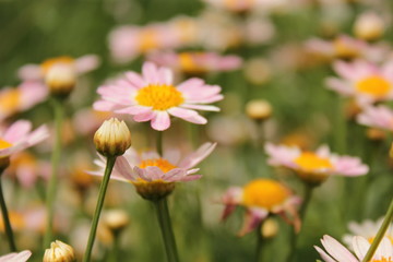 ピンクのマーガレット