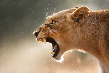 Photo sur Plexiglas Best-sellers Animaux Lionne affichant des dents dangereuses