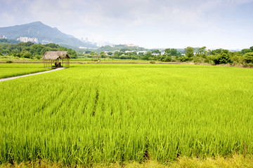 rice farm