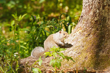 Gray Squirrel Perched on Tree Trunk