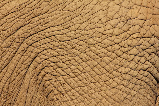 Piel de Elefante Africano.