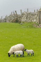 Irish sheep