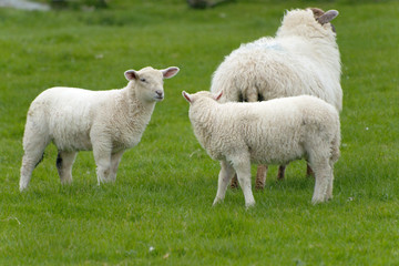 Irish sheep