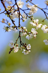 plum blossoms