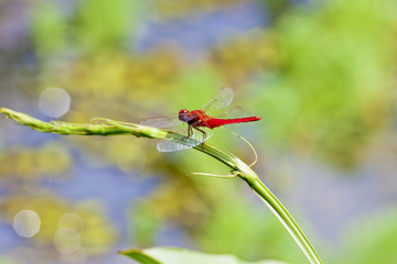 dragonfly stay on branch