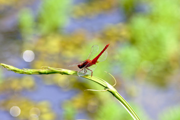 dragonfly stay on branch