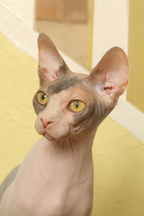 tête de chat hagard