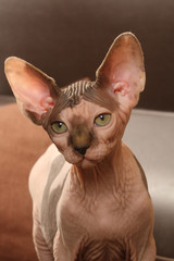 sphynx curieux - strange cat