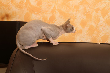 chat sphynx aux aguets