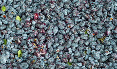 background with honeysucle berries