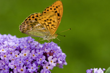 Fototapeta na wymiar Schmetterling auf Flieder
