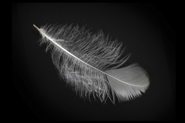White feather against black background